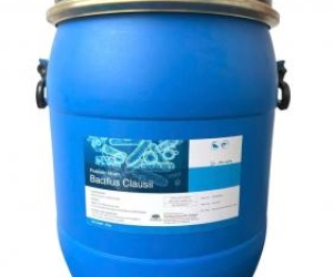 Men vi sinh Baicllus Clausii, cân bằng đường ruột cho tôm cá