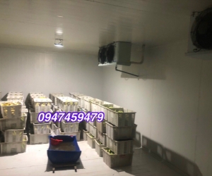 Cung cấp kho lạnh trữ trái cây, kho lạnh bảo quản chuối