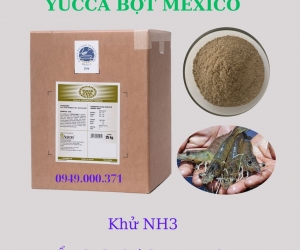 Yucca bột Mexico chính hãng giá tốt - Yucca Star Powder