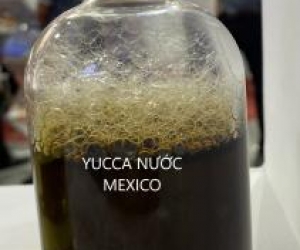 Mua bán sỉ yucca Mexico nguyên liệu dagj lỏng