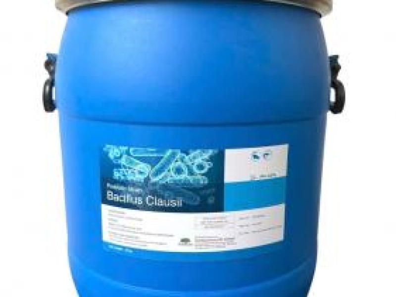 Men vi sinh Baicllus Clausii, cân bằng đường ruột cho tôm cá