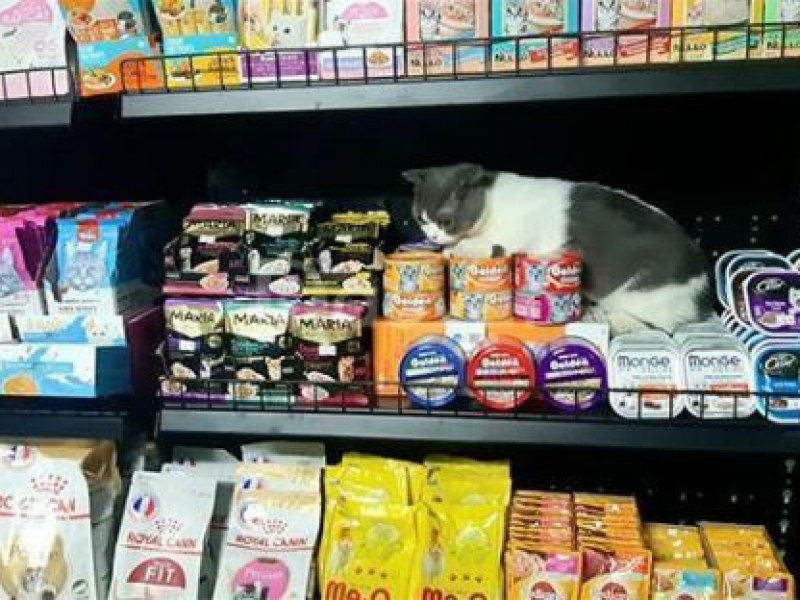 Lí Lắc Pet Store - Shop thú cưng quận 11