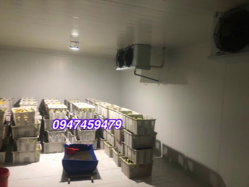 Cung cấp kho lạnh trữ trái cây, kho lạnh bảo quản chuối