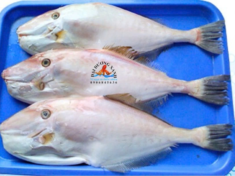 cá bò da, cá bò giấy