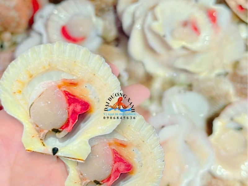 sò điệp một mảnh