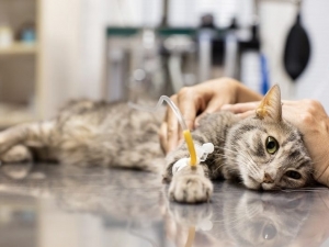 Mèo bị lở miệng – Nguyên nhân và cách điều trị tốt nhất