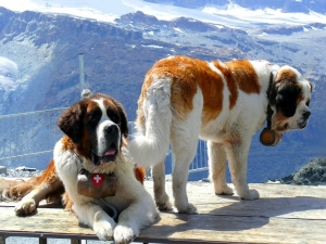 Chó Saint Bernard – giống chó núi Thụy Sỹ được ưa thích