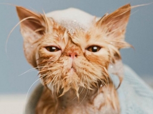 Tại sao mèo sợ nước? Bí quyết giúp mèo không sợ nước khi tắm