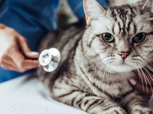 Mèo bị dại: Dấu hiệu và cách phòng ngừa bệnh dại ở mèo