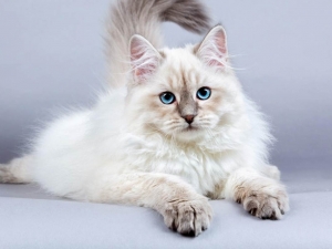 Mèo Siberian lông dài – Giống mèo chịu lạnh tốt nhất thế giới