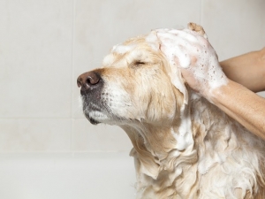 Sữa tắm chó: Phân loại, cách dùng, chọn sao cho đúng?