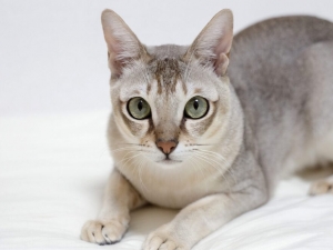 Tìm hiểu về mèo Singapura – ''báu vật'' của đảo quốc sư tử