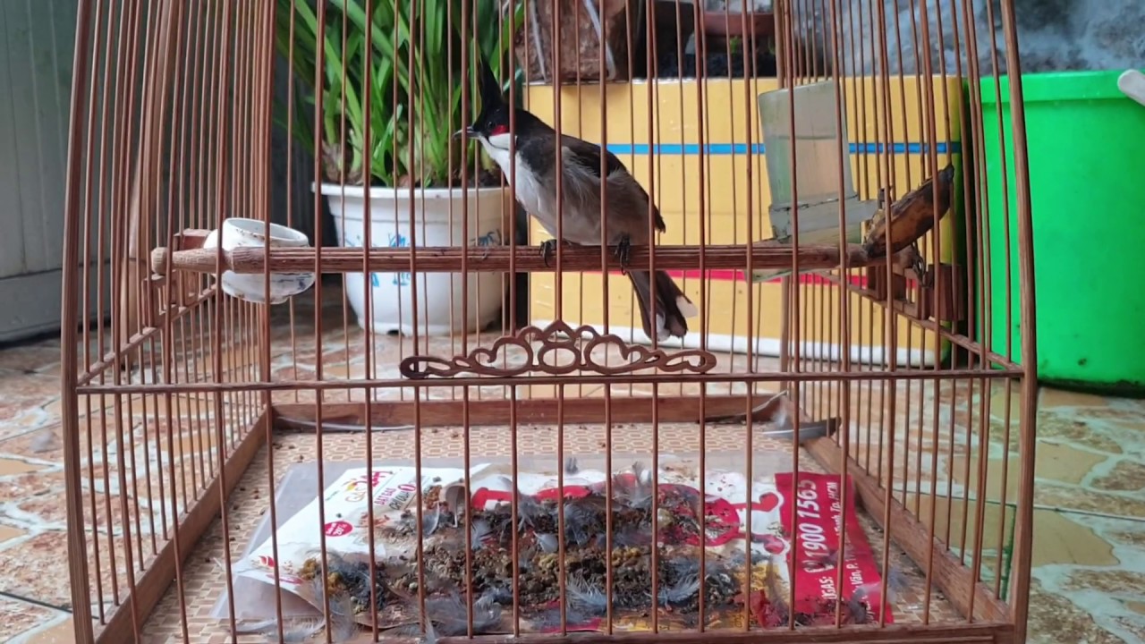 Cách chăm sóc chào mào khi thay lông