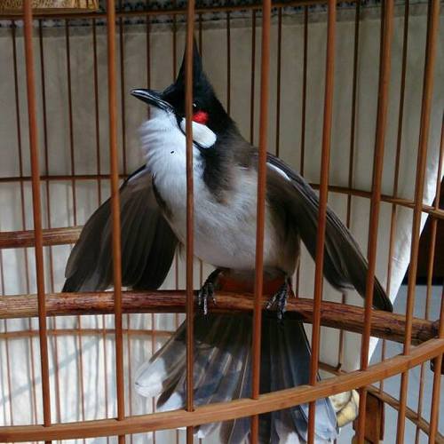 Tìm hiểu về chim chào mào mồi - Thông tin đầy đủ về một loài chim đáng yêu
