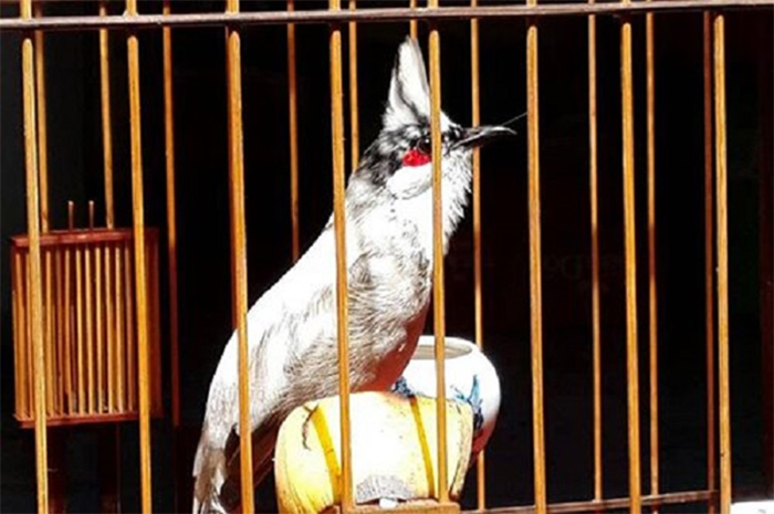 Phơi nắng cho chào mào