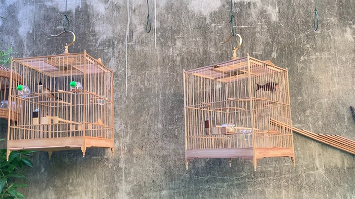 Chào mào thay lông