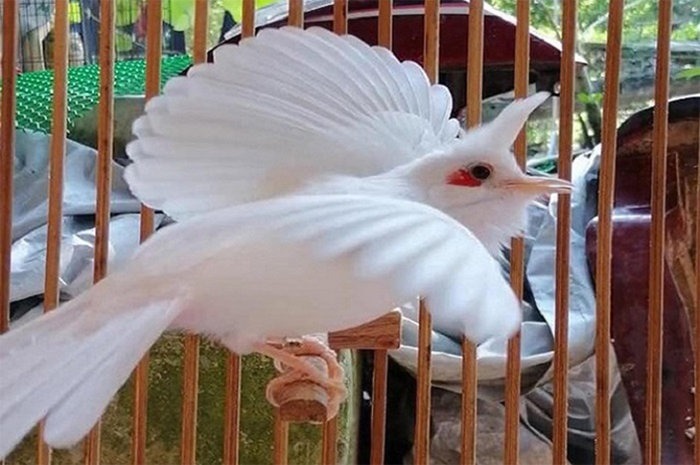 Chào mào bạch tạng