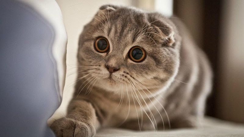 Chú mèo tai cụp siêu đáng yêu gây sốt cộng đồng mạng