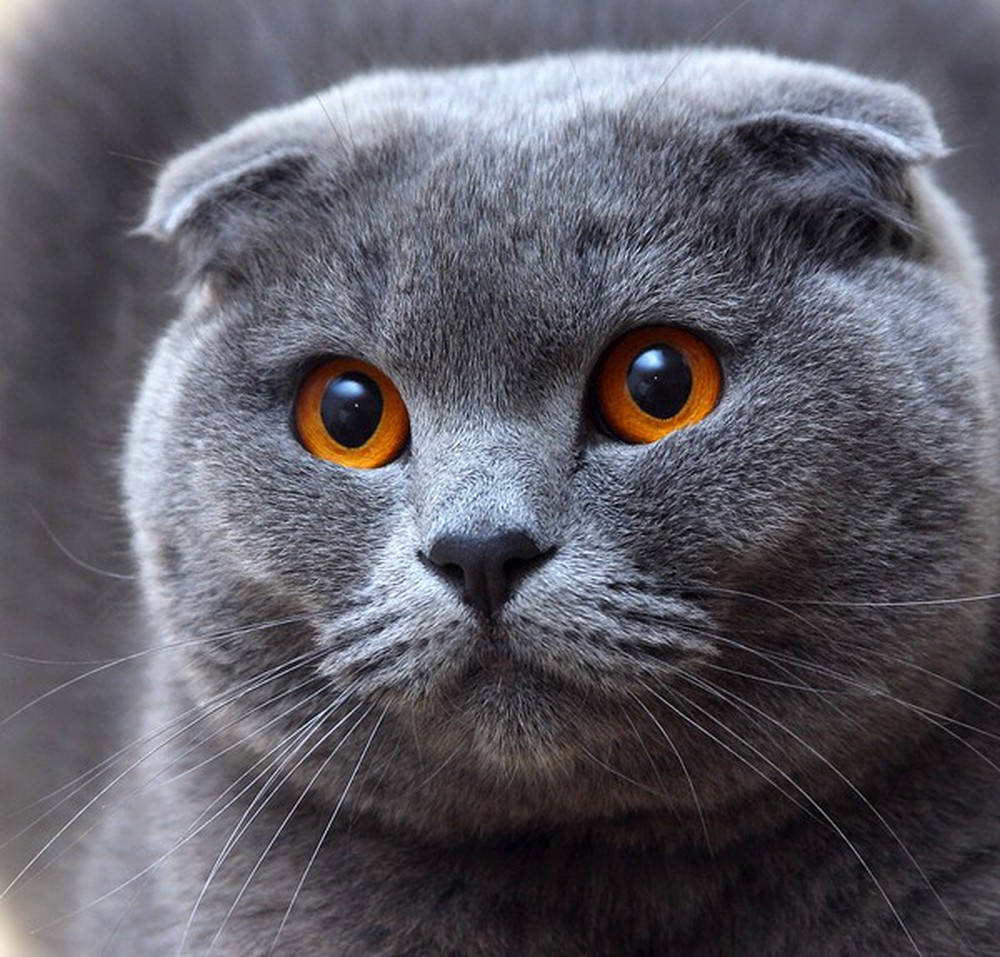 Mèo Tai Cụp Giá Bao Nhiêu? Cập Nhật Bảng Giá Mới Nhất 2020