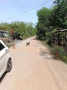 Chính chủ bán 929m2 đất tại Tân Định, Bắc Tân Uyên - Sẵn thổ cư.