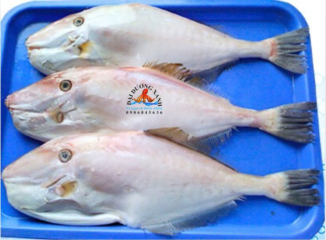 cá bò da, cá bò giấy