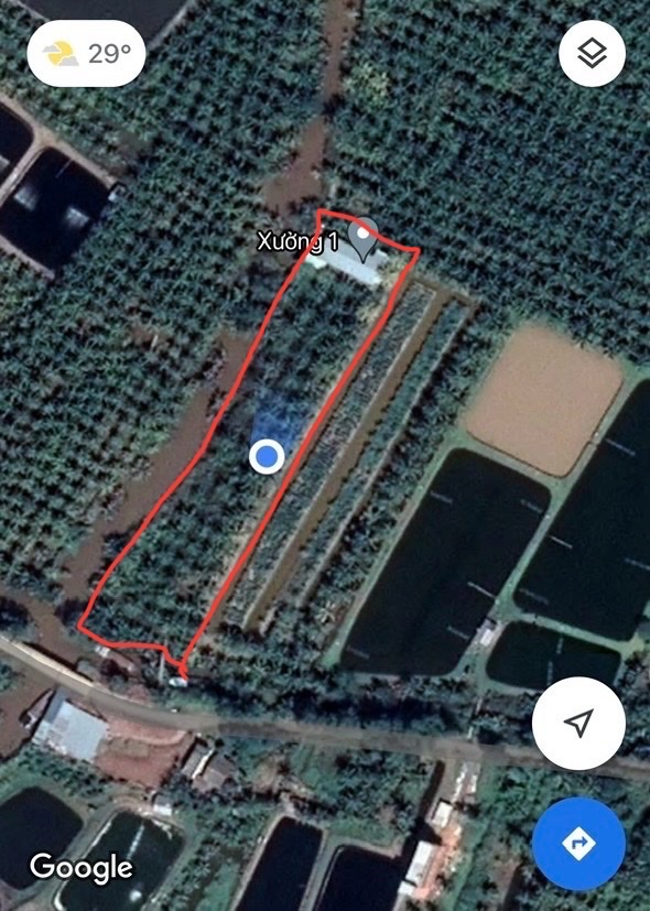 Cần Bán Đất Vườn Dừa 5.068 m² Gần UBND Xã Phú Long, Huyện Bình Đại