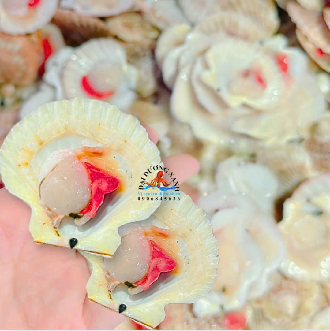 sò điệp một mảnh