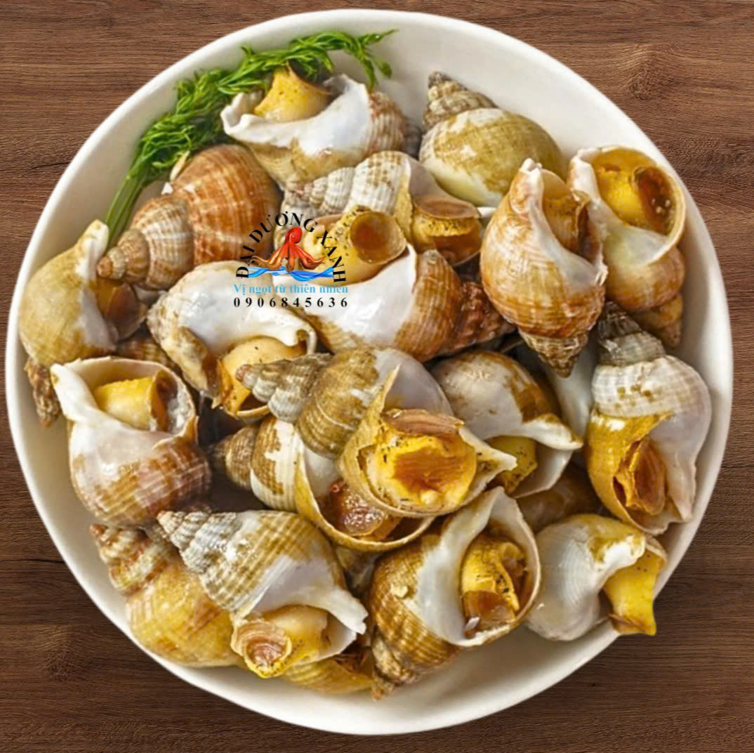 ốc bulot Pháp tươi ngon